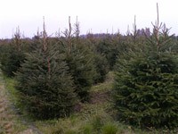 Leigh Sinton Christmas Trees 256012 Image 3